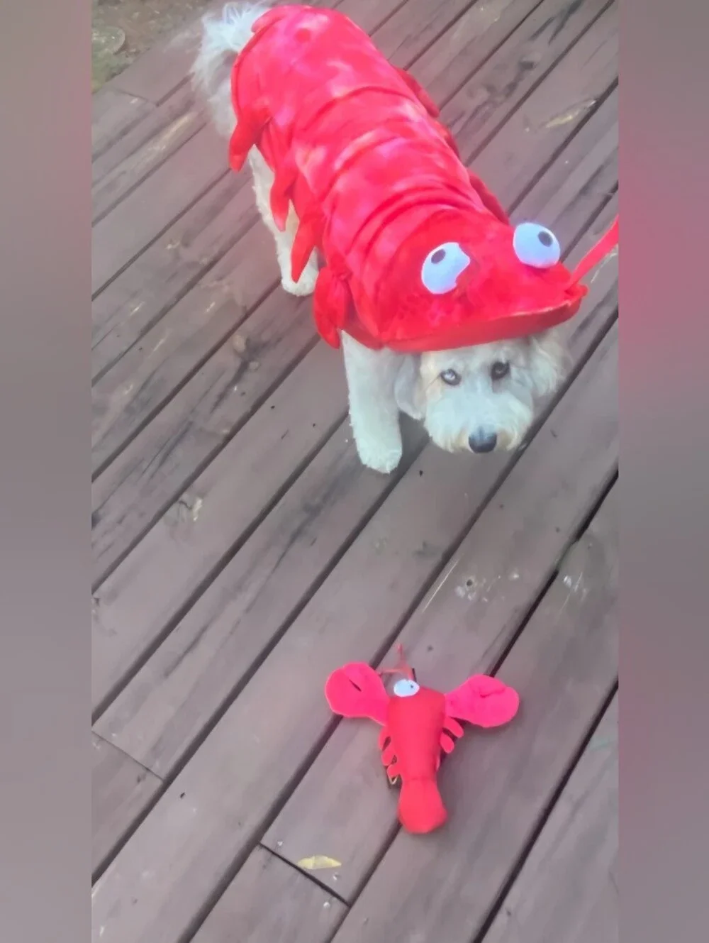Cawaii Red Lobster Halloween Dog Costume Size 20 ( Medium Sz Dog) 20